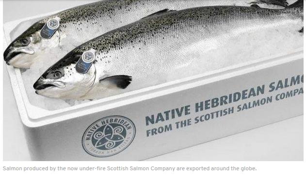 Native Hebridean salmon #7