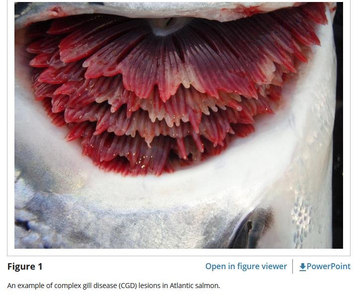 Chlamydia blog April 2021 #30 Chlamydia blog April 2021 #30