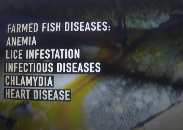 Seaspiracy clip #2 diseases Seaspiracy clip #2 diseases