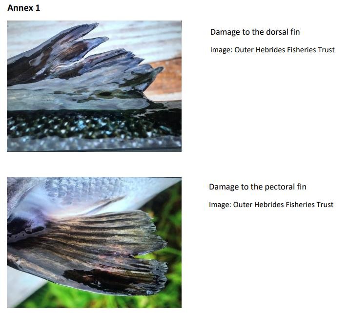 Euan McGrandle blog April 2021 #11 Euan McGrandle blog April 2021 #11