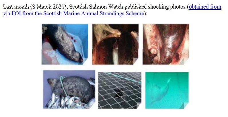 PR £10 000 Reward Illegal Killing of Seals by Scottish Salmon 26 April 2021 #6