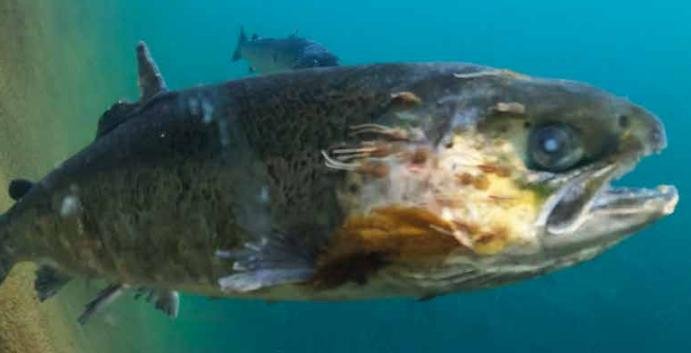 CIWF Dead Fish report March 2021 #2 photo CIWF Dead Fish report March 2021 #2 photo