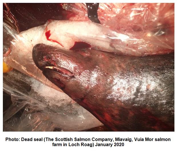 Photo #3 Dead seal Scottish Salmon Company Miavaig  Vuia Mor  January 2020