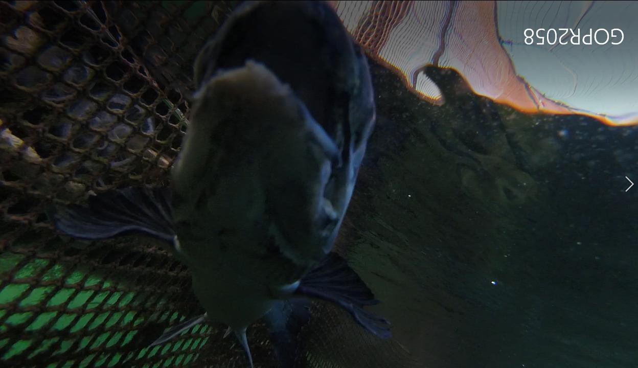 Spelve #7 May 7th 2021 Spelve #7 May 7th 2021