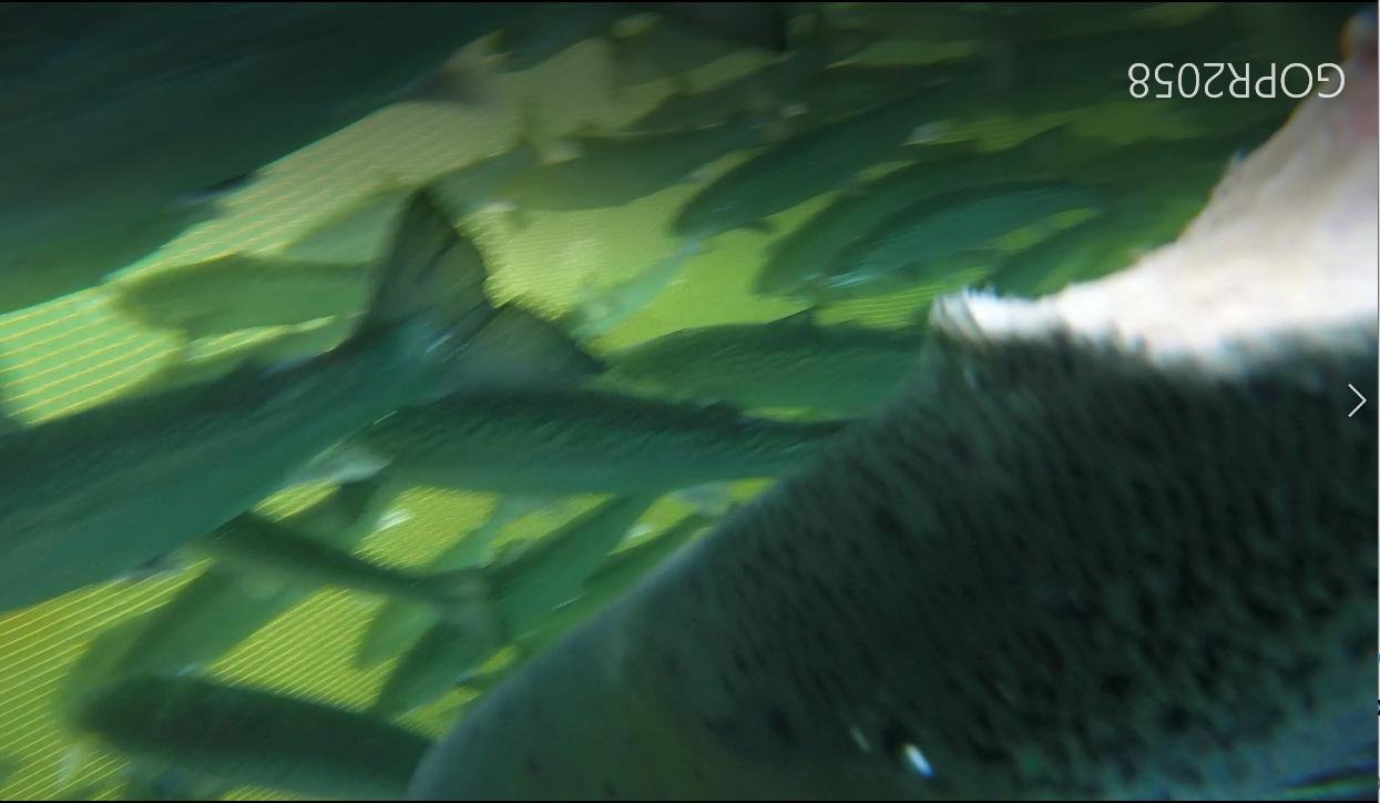 Spelve #4 May 7th 2021 Spelve #4 May 7th 2021