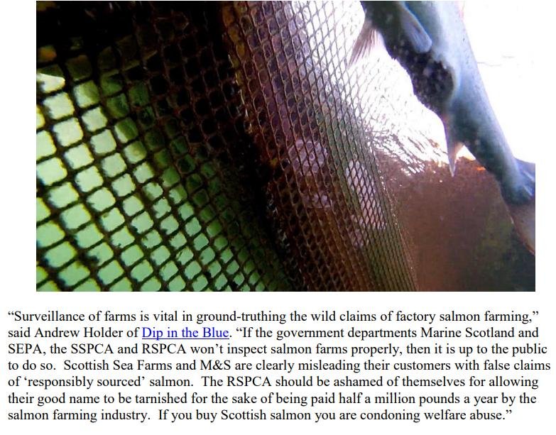 PR Video Exposes RSPCA Abused Scottish Salmon May 2021 #5 PR Video Exposes RSPCA Abused Scottish Salmon May 2021 #5