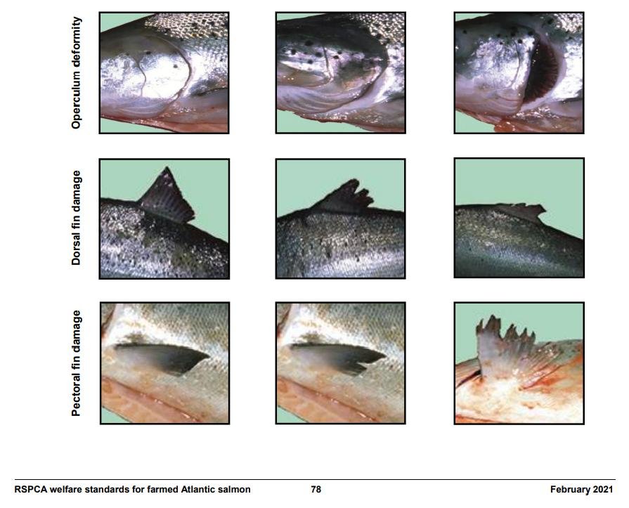 RSPCA standards Feb 2021 #7 physical injury monitoring
