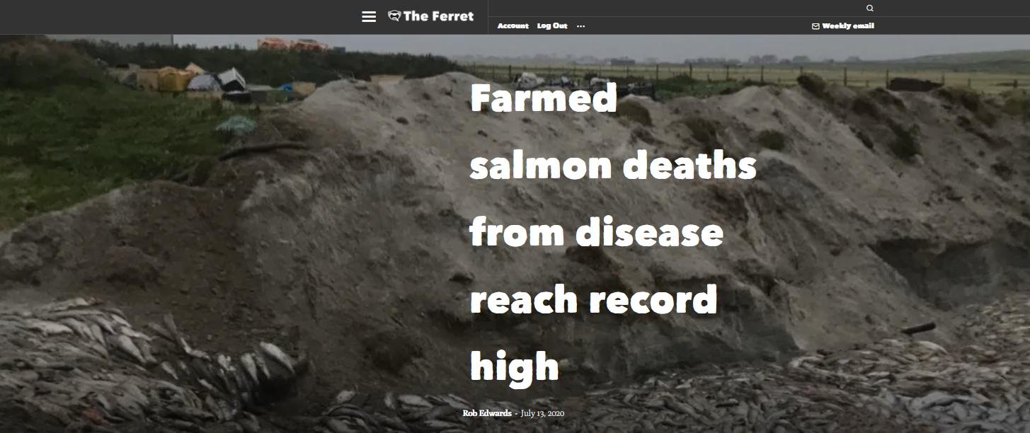 Whiteshore Cockles dump #2 Whiteshore Cockles dump #2