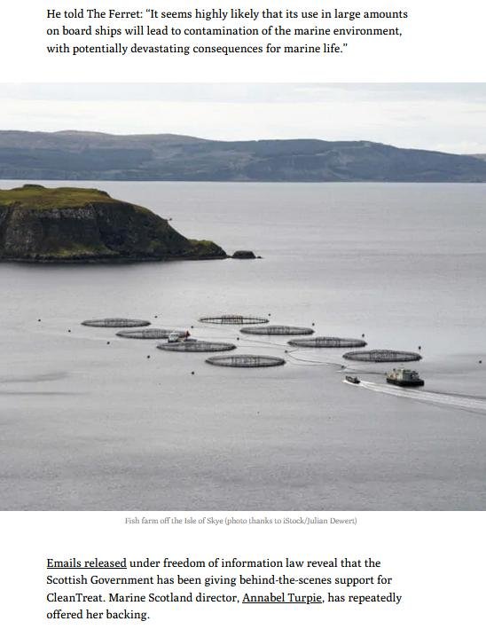 Ferret 21 May 2021 #4