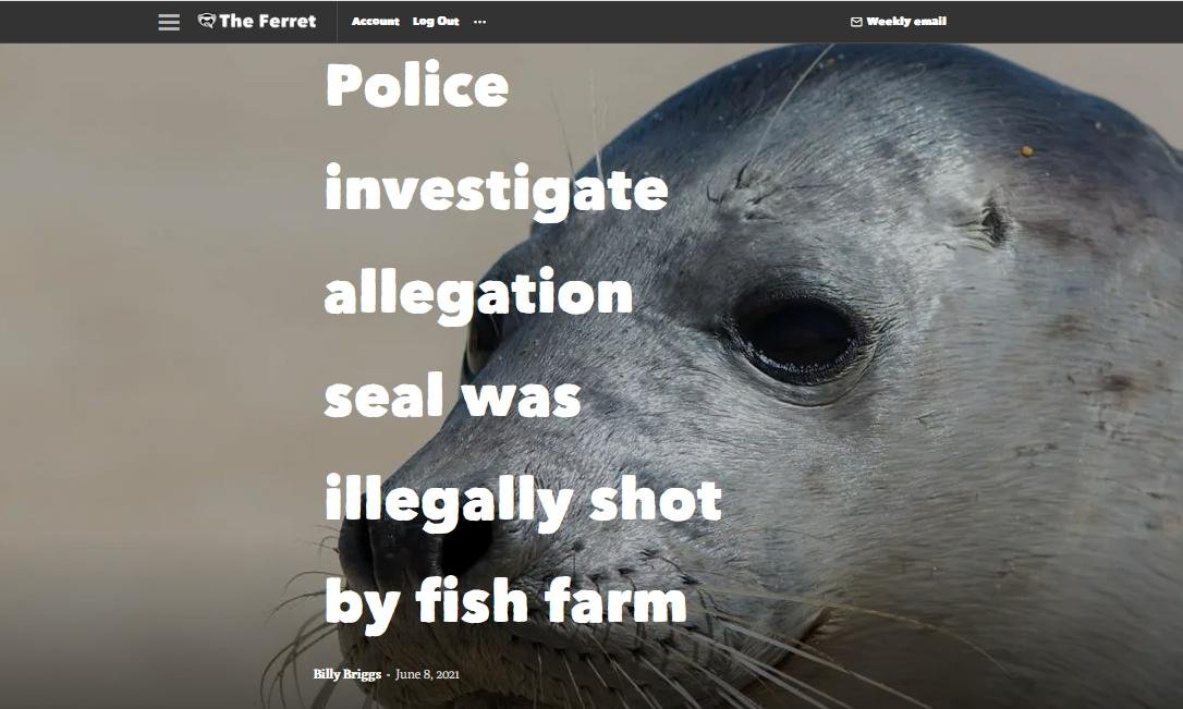 Ferret 8 June 2021 #1 Ferret 8 June 2021 #1