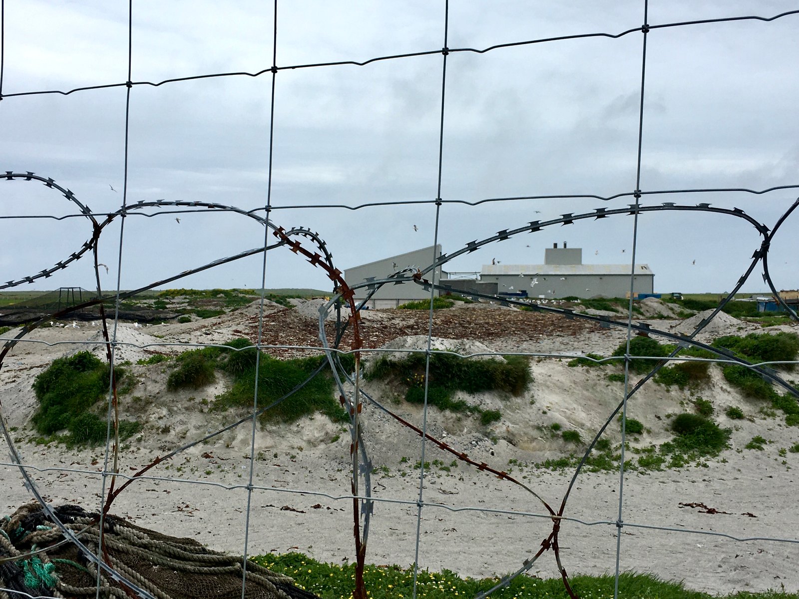 Whiteshore Cockles photo from June 2021 #2 Whiteshore Cockles photo from June 2021 #2