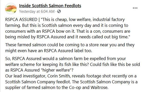 Salmondemic blog July 2021 #45 Corin Facebook Salmondemic blog July 2021 #45 Corin Facebook