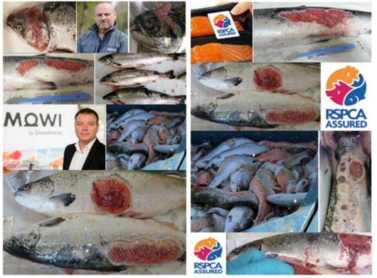 The Faces of Scottish Salmon Feb 2020 #2