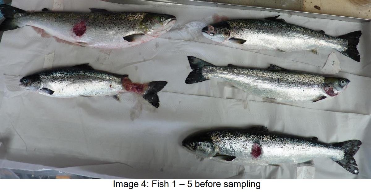 FHI May 2021 Spelve #24 FHI May 2021 Spelve #24