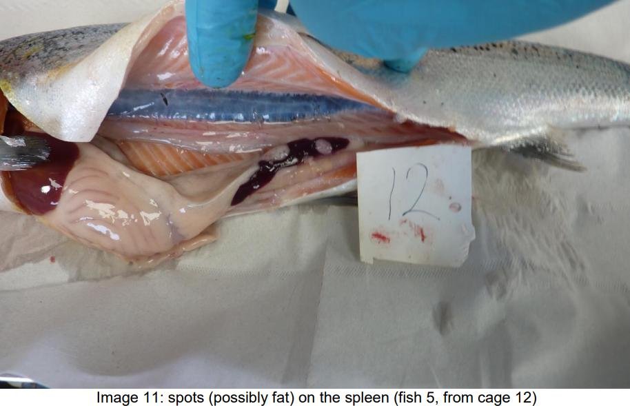 FHI May 2021 Spelve #31 FHI May 2021 Spelve #31