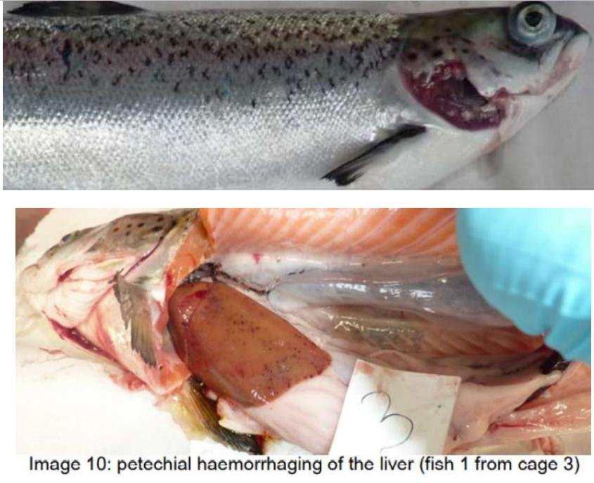 PR ISA in Loch Spelve 30 August 2021 #5 PR ISA in Loch Spelve 30 August 2021 #5