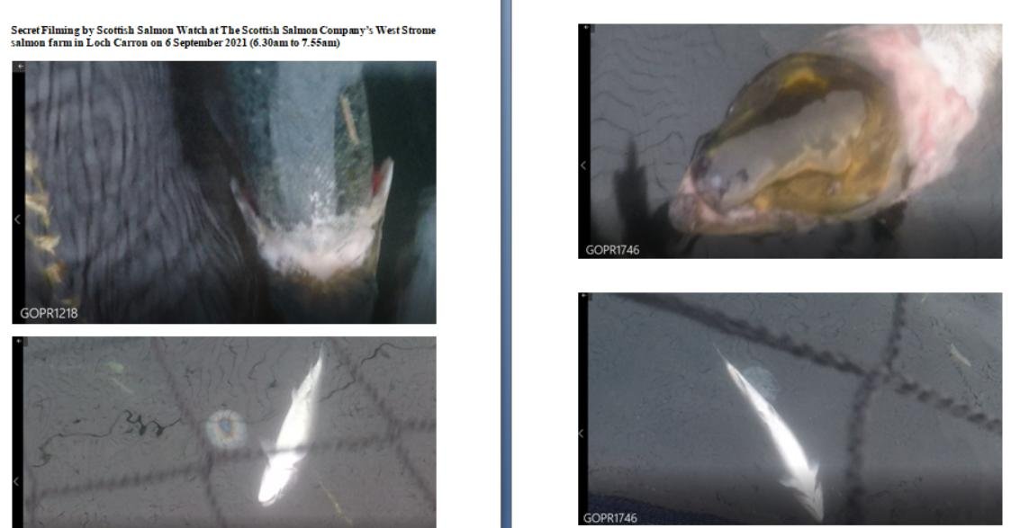 Photos at The Scottish Salmon Company Strome salmon farm in Loch Carron on 6 Sept 2021 #1