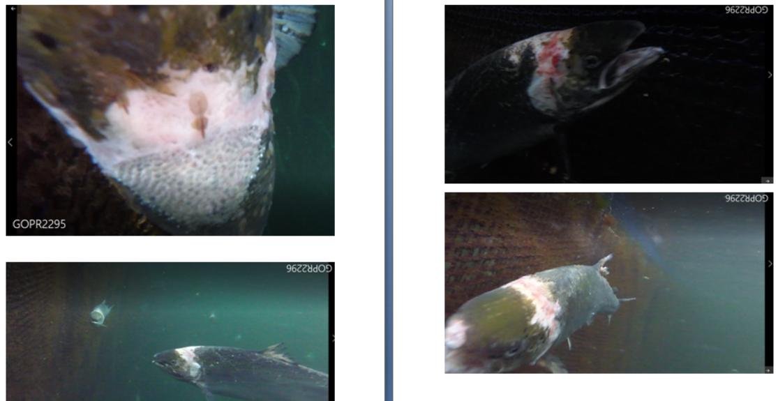 Photos at The Scottish Salmon Company Strome salmon farm in Loch Carron on 6 Sept 2021 #6