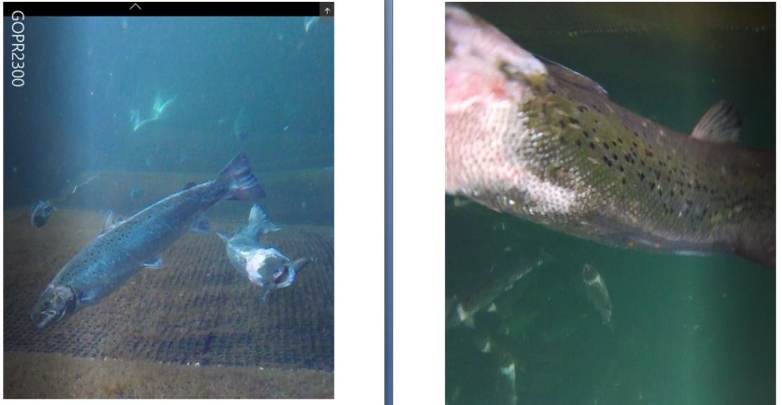 Photos at The Scottish Salmon Company Strome salmon farm in Loch Carron on 6 Sept 2021 #8