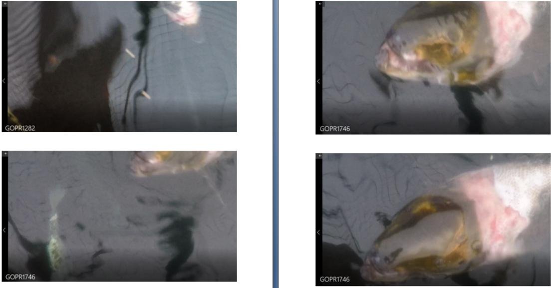 Photos at The Scottish Salmon Company Strome salmon farm in Loch Carron on 6 Sept 2021 #9