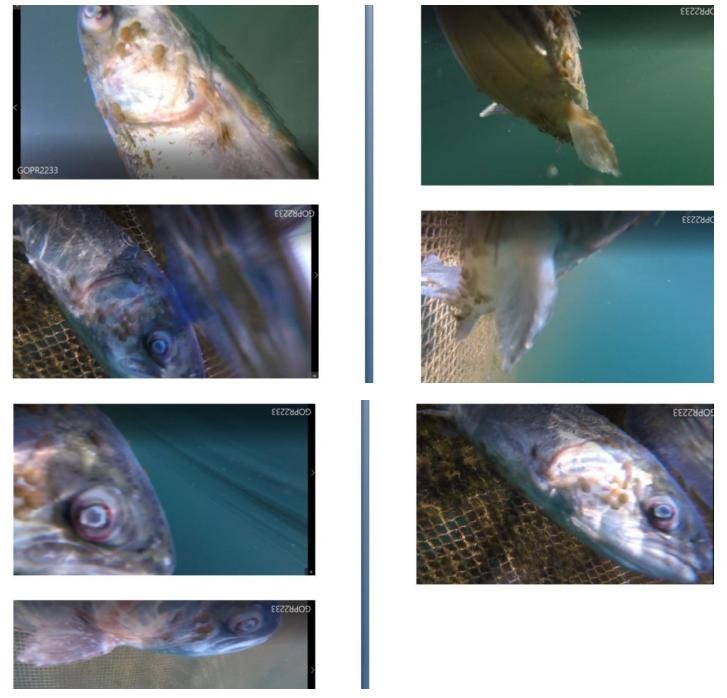 Photo summary Kames 1 & 2 September 2021 #2 Photo summary Kames 1 & 2 September 2021 #2