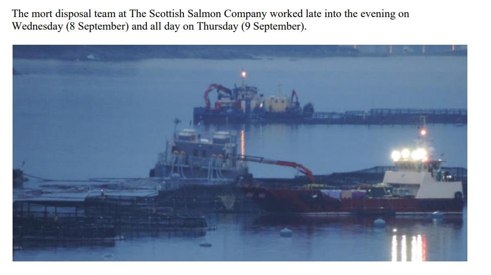 PR Horror Videos Reveal Welfare Abuse Inside Scottish Salmon & Trout Cages 12 September 2021 #10