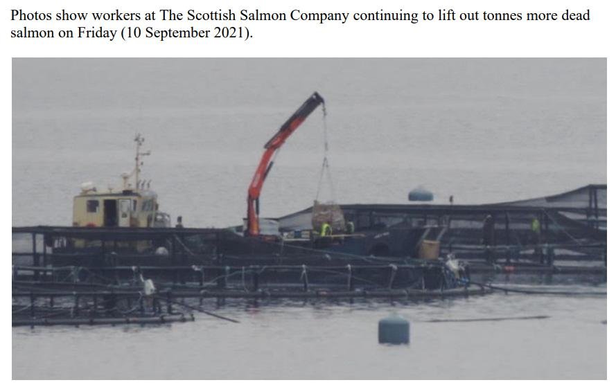 PR Horror Videos Reveal Welfare Abuse Inside Scottish Salmon & Trout Cages 12 September 2021 #11