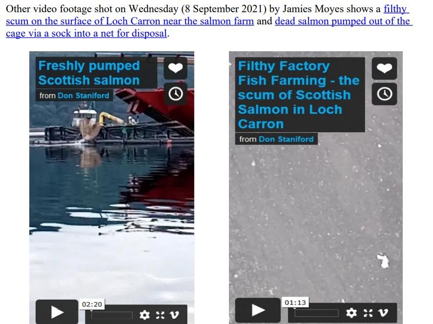 PR Horror Videos Reveal Welfare Abuse Inside Scottish Salmon & Trout Cages 12 September 2021 #13