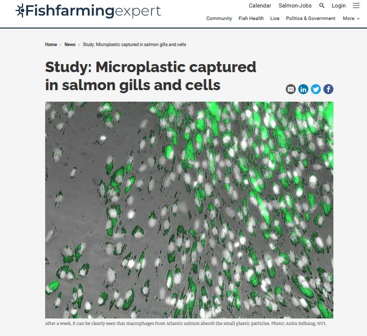 MCS beach clean #19 MCS beach clean #19