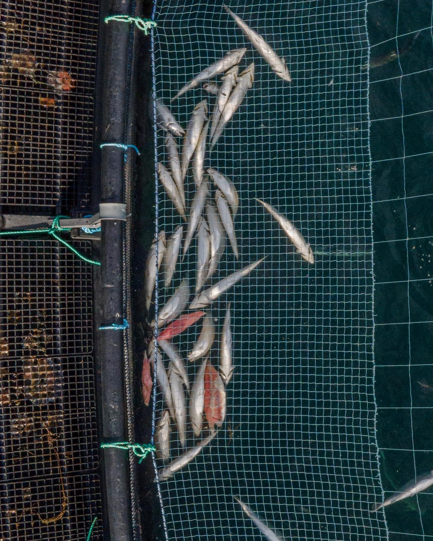 Veiga dead salmon Sept 2021 #3
