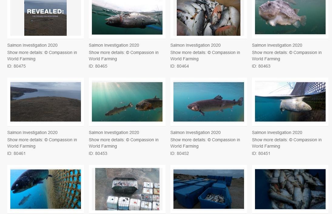 CIWF photos #2 CIWF photos #2