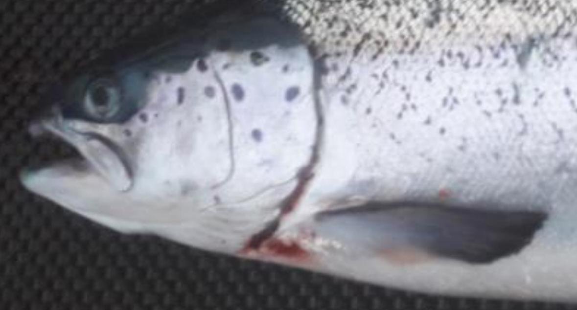 Toyness FHI Oct 2021 #11 Toyness FHI Oct 2021 #11