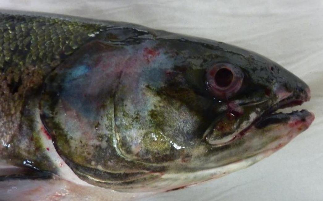 Druimyeon Bay FHI Oct 2021 #1 Druimyeon Bay FHI Oct 2021 #1