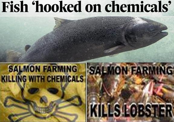 Toxic blog Jan 2022 #40