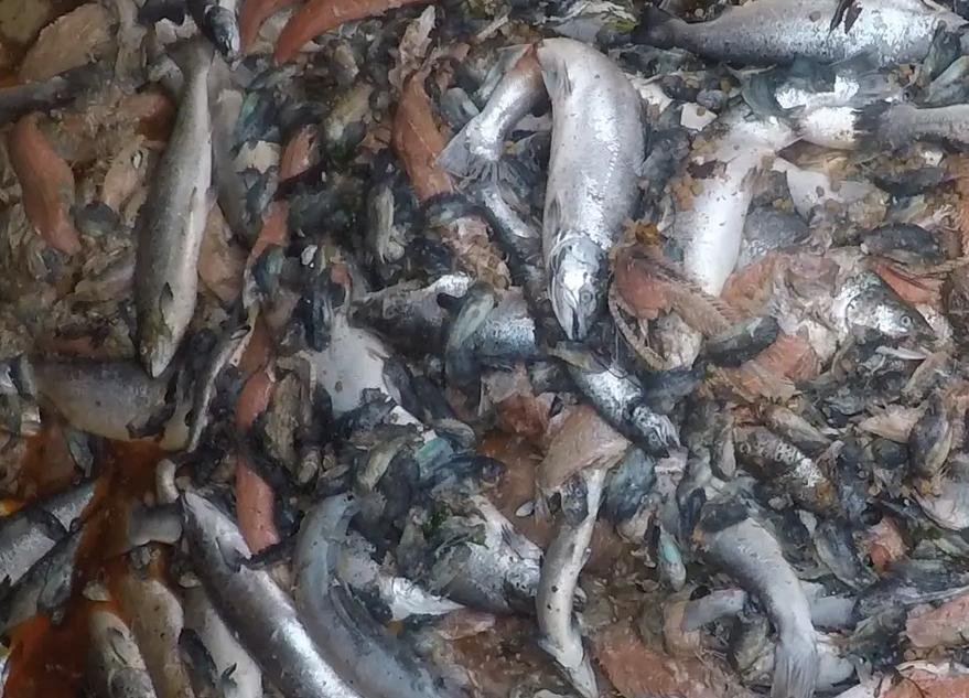 Lifting Lid snapshot Lifting Lid snapshot