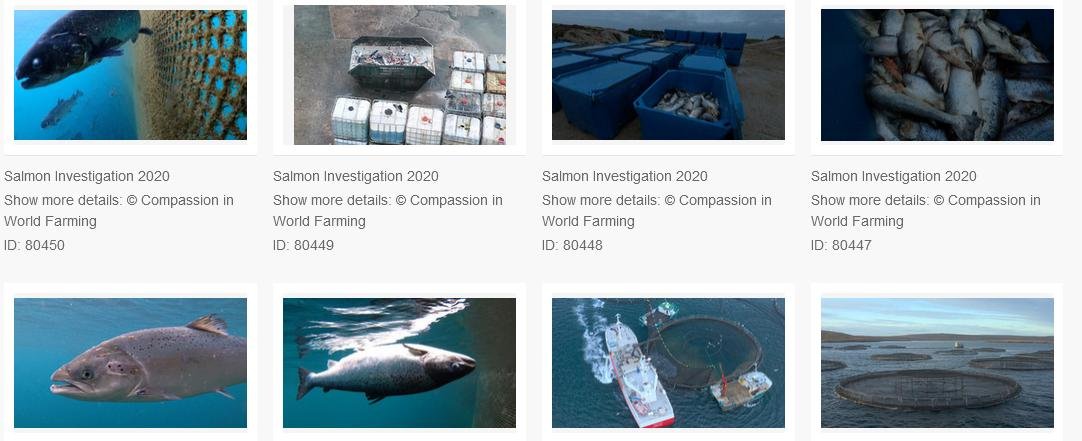 CIWF photos #3 CIWF photos #3