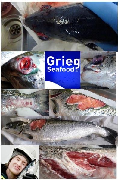 The Faces of Scottish Salmon Feb 2020 #9 Grieg