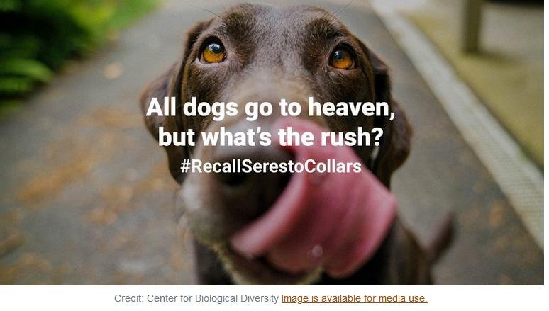 Pet deaths blog June 2021 #7