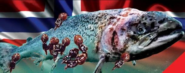 Norwegian salmon Norwegian salmon