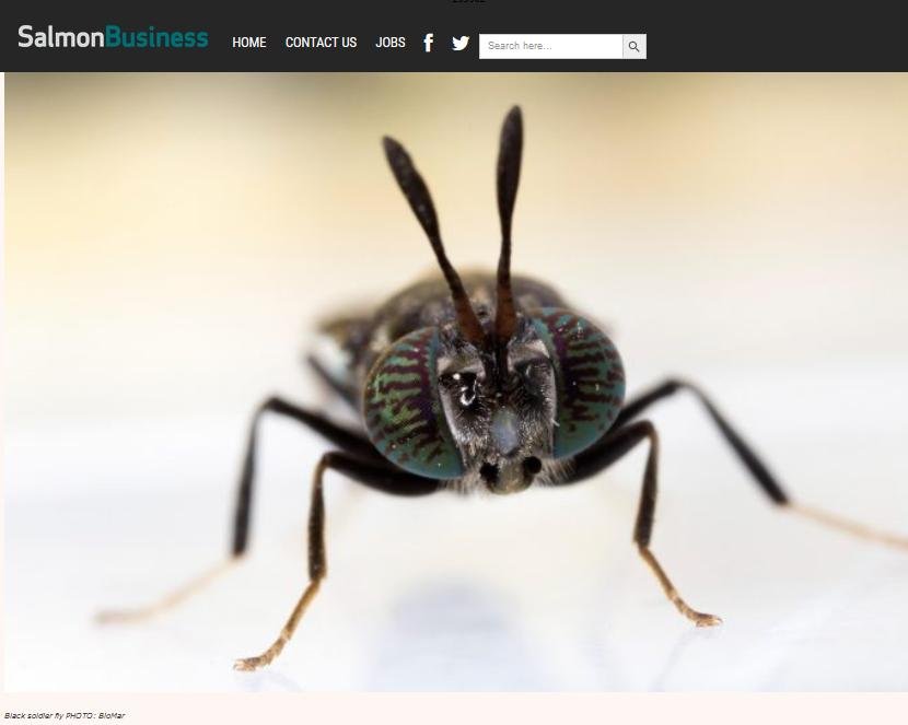 WWF insect report July 2021 #2