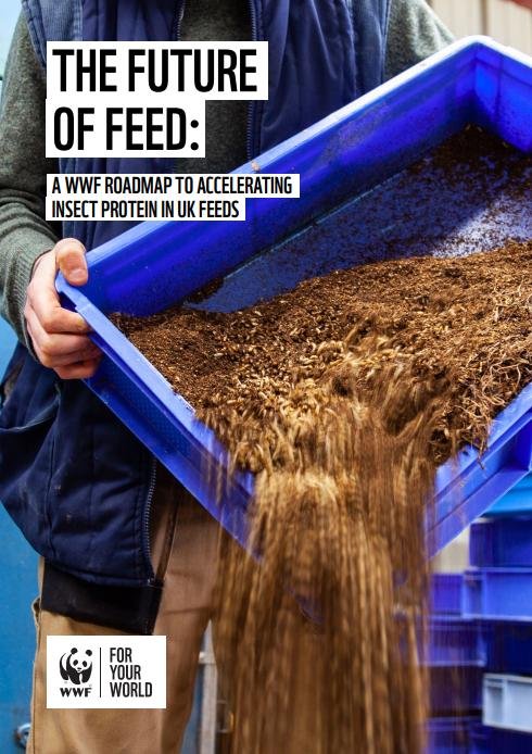 WWF insect report July 2021