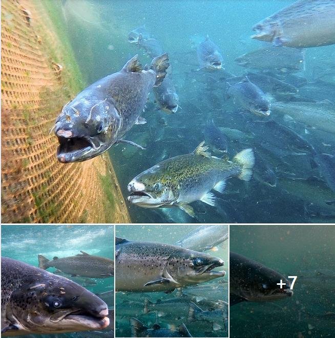 Salmondemic blog July 2021 #44 Corin Facebook Salmondemic blog July 2021 #44 Corin Facebook