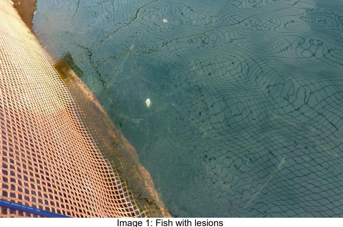 FHI May 2021 Spelve #18 FHI May 2021 Spelve #18