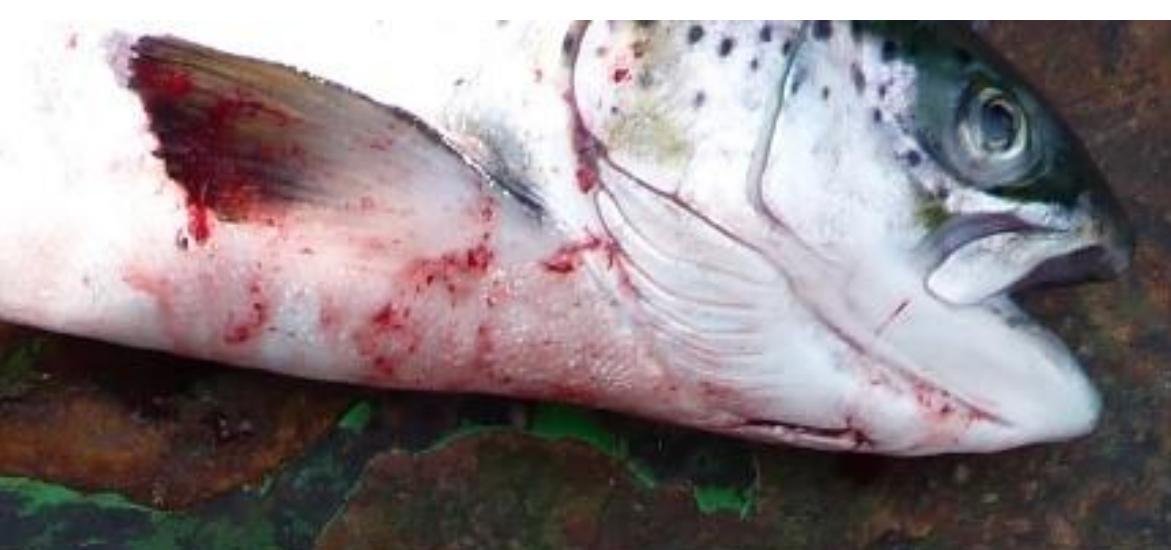 FHI May 2021 Spelve #21 FHI May 2021 Spelve #21