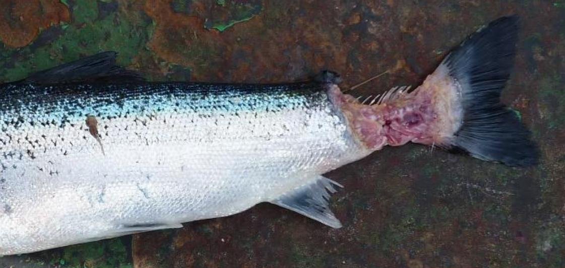 FHI May 2021 Spelve #22 FHI May 2021 Spelve #22