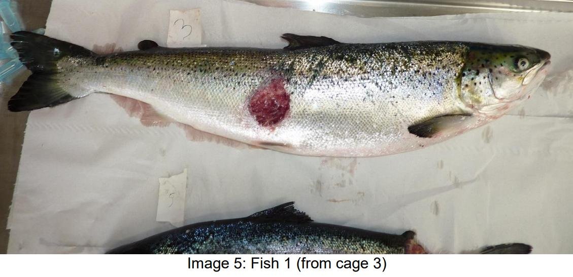 FHI May 2021 Spelve #25 FHI May 2021 Spelve #25