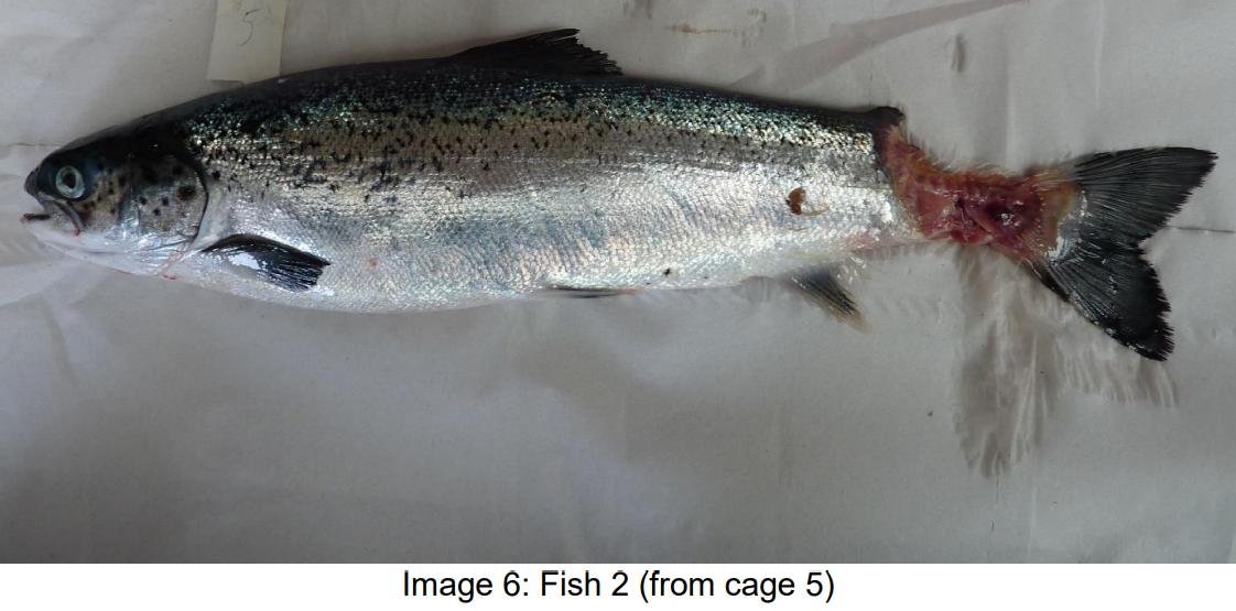 FHI May 2021 Spelve #26 FHI May 2021 Spelve #26