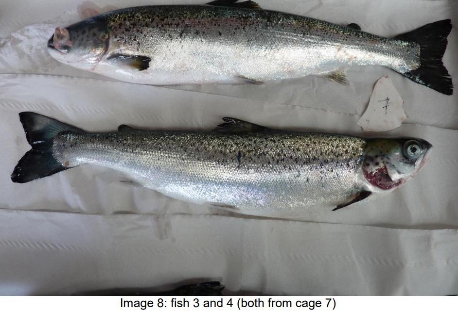 FHI May 2021 Spelve #28 FHI May 2021 Spelve #28