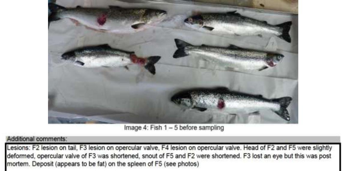 PR ISA in Loch Spelve 30 August 2021 #2 PR ISA in Loch Spelve 30 August 2021 #2