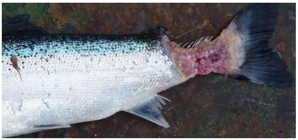 PR ISA in Loch Spelve 30 August 2021 #4 PR ISA in Loch Spelve 30 August 2021 #4